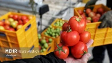 بذر گوجه‌فرنگی، پیاز و هویج به فوریت تامین شود