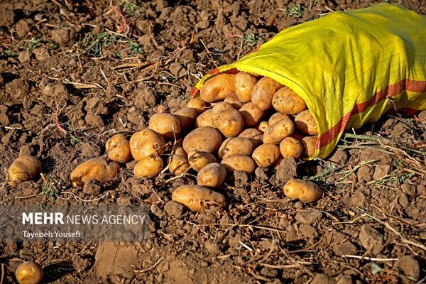 سیب‌زمینی کرمانشاه؛ از مزرعه تا بازار، مسیر تازه رونق و بهره‌وری