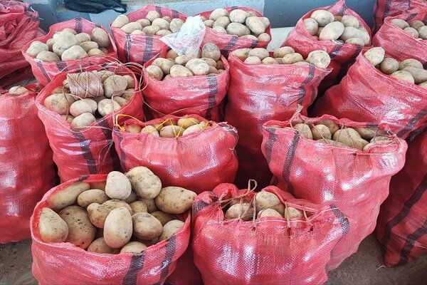 سیب‌زمینی کرمانشاه؛ از مزرعه تا بازار، مسیر تازه رونق و بهره‌وری
