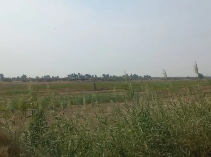 رفع تصرف ۱۶ هکتار از اراضی ملی و منابع طبیعی در اهواز رفع تصرف ۱۶ هکتار از اراضی ملی و منابع طبیعی در اهواز